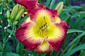 HEMEROCALLIS FOREVER REDEEMED