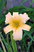 HEMEROCALLIS FRANCES FAY