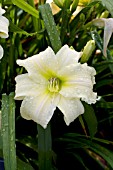 HEMEROCALLIS GENTLE SHEPHERD