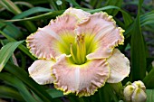 HEMEROCALLIS GILDED SHADOWS