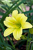 HEMEROCALLIS GREEN FLUTTER