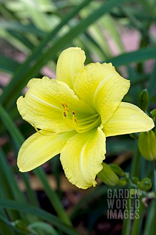 HEMEROCALLIS_GREEN_FLUTTER