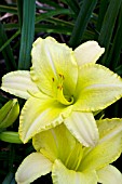 HEMEROCALLIS GREEN VALLEY