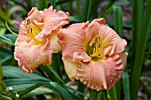 HEMEROCALLIS HAWAIIAN LUAU