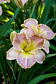 HEMEROCALLIS IDAS MAGIC