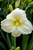 HEMEROCALLIS JACK MAY