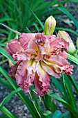 HEMEROCALLIS JOHN HOLLAND