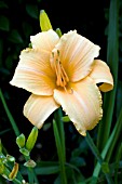 HEMEROCALLIS JUDY KOLTZ