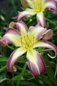 HEMEROCALLIS LILAC COCKATOO