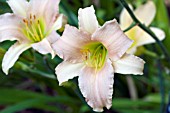 HEMEROCALLIS LUXURY LACE