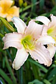 HEMEROCALLIS LUXURY LACE