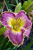 HEMEROCALLIS MAGIC OBSESSION