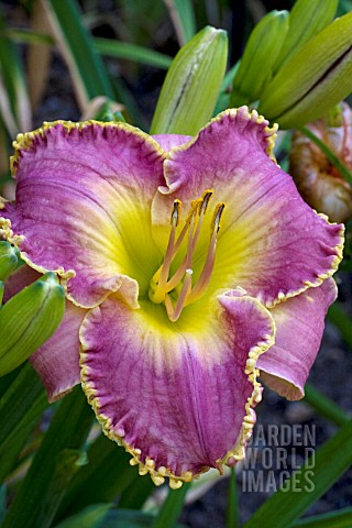 HEMEROCALLIS_MAGIC_OBSESSION