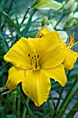 HEMEROCALLIS MARYS GOLD