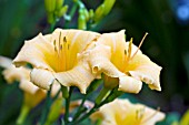 HEMEROCALLIS MELON BALLS