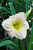 HEMEROCALLIS MING PORCELAIN