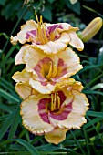 HEMEROCALLIS PILGRIM FATHERS