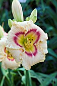 HEMEROCALLIS RADIANT RUFFLES