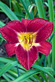 HEMEROCALLIS RED VOLUNTEER