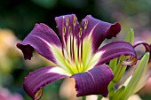 HEMEROCALLIS RIVER HILLS