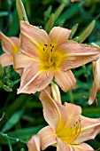 HEMEROCALLIS SALMON SHEEN