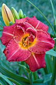 HEMEROCALLIS SCARLET MARIE