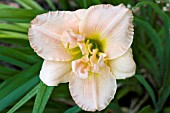 HEMEROCALLIS SILOAM DOUBLE CLASSIC