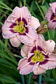 HEMEROCALLIS SILOAM MERLE KENT