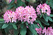 RHODODENDRON CATAWBIENSE