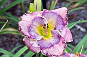 HEMEROCALLIS TEXAS BLUE EYES