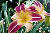 HEMEROCALLIS THUMB PRINT