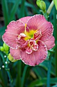 HEMEROCALLIS TWO TO TANGO