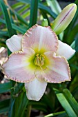 HEMEROCALLIS UPTOWN GIRL