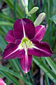 HEMEROCALLIS VELVET STAR