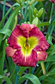 HEMEROCALLIS WHEN VAMPIRES ROAR