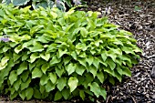 HOSTA GROUND SULPHUR