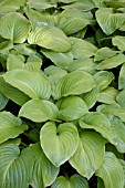 HOSTA PLANTAGINEA GRANDIFLORA