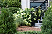 HYDRANGEA ARBORESCENS ANNABELLE