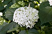 HYDRANGEA ARBORESCENS GRANDIFLORA