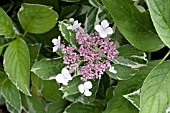 HYDRANGEA MACROPHYLLA MACULATA