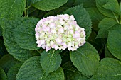 HYDRANGEA MACROPHYLLA OTAKSA