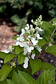 HYDRANGEA PANICULATA PINKY WINKY