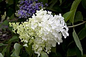 HYDRANGEA PANICULATA LITTLE LAMB