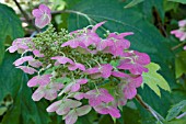 HYDRANGEA QUERCIFOLIA