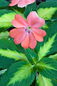 IMPATIENS HAWKERIA SUNPATIENS VARIEGATED SALMON