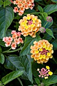 LANTANA CAMARA LANDMARK CITRUS