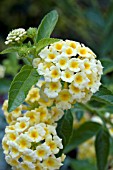 LANTANA CAMARA LUSCIOUS LEMONADE