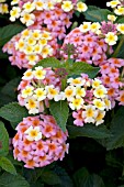 LANTANA CAMARA LUSCIOUS TROPICAL FRUIT