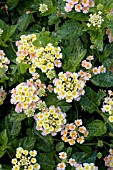 LANTANA CAMARA TROPICAL TEMPTATION MIMOSA