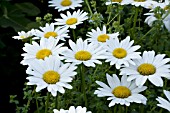 LEUCANTHEMUM SUPERBUM BECKY